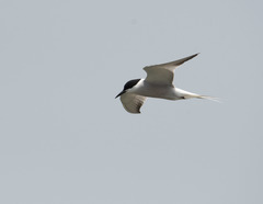 Sterna hirundo longipennis