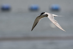 Sterna hirundo longipennis