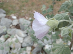 Malva subovata
