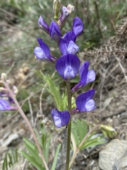 Vicia onobrychioides