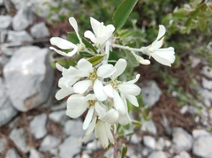 Amelanchier ovalis