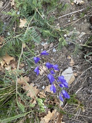 Vicia onobrychioides