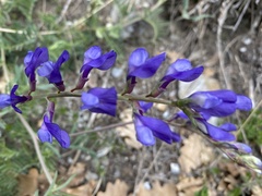 Vicia onobrychioides