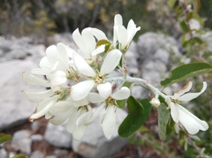 Amelanchier ovalis