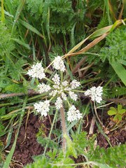 Daucus muricatus