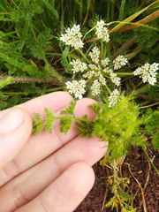 Daucus muricatus