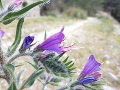 Echium vulgare
