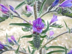 Echium vulgare