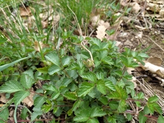 Drymocallis rupestris