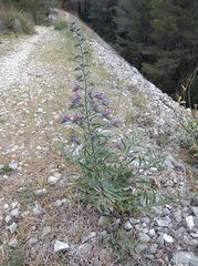 Echium vulgare