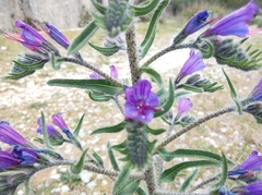Echium vulgare