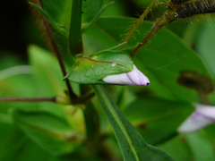 Barleria prattensis