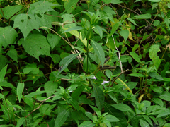 Barleria prattensis