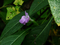 Barleria prattensis