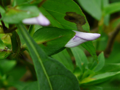 Barleria prattensis