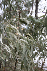 Elaeagnus angustifolia