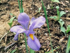 Iris verna
