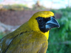 Caryothraustes canadensis