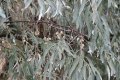 Elaeagnus angustifolia