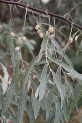 Elaeagnus angustifolia