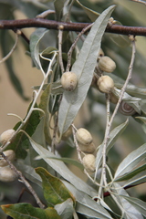 Elaeagnus angustifolia