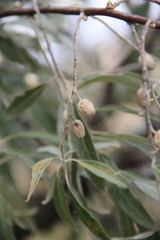 Elaeagnus angustifolia