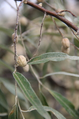 Elaeagnus angustifolia
