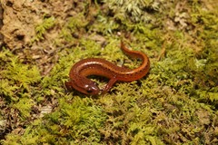 Carolina Sandhills Salamander photo 3