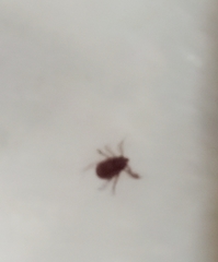 Rhipicephalus sanguineus