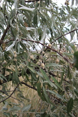 Elaeagnus angustifolia