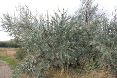 Elaeagnus angustifolia