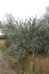 Elaeagnus angustifolia