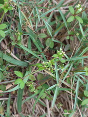 Galium bungei trachyspermum
