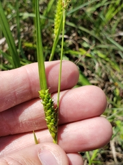 Carex microdonta
