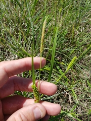 Carex microdonta