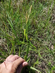 Carex microdonta
