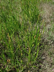 Carex microdonta