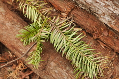 Cunninghamia