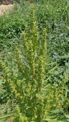 Rumex trisetifer