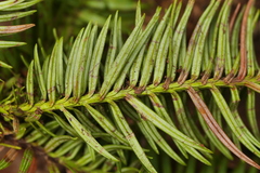 Cunninghamia