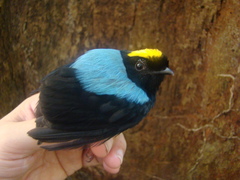 Blue-Backed Manakin photo 3