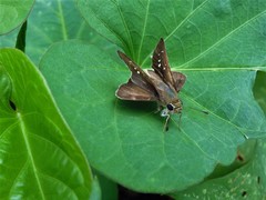 Pelopidas mathias mathias