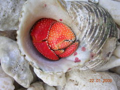 Coenobita perlatus