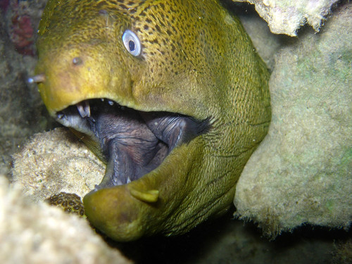 Giant moray