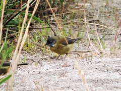 Phrygilus