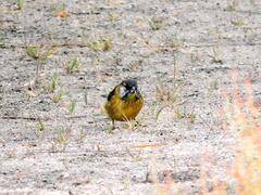 Phrygilus