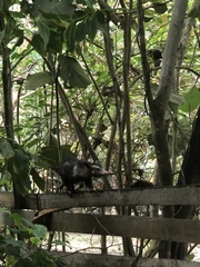 Didelphis marsupialis