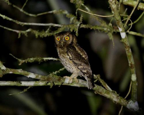 Black-capped Screech-Owl (Megascops atricapilla)