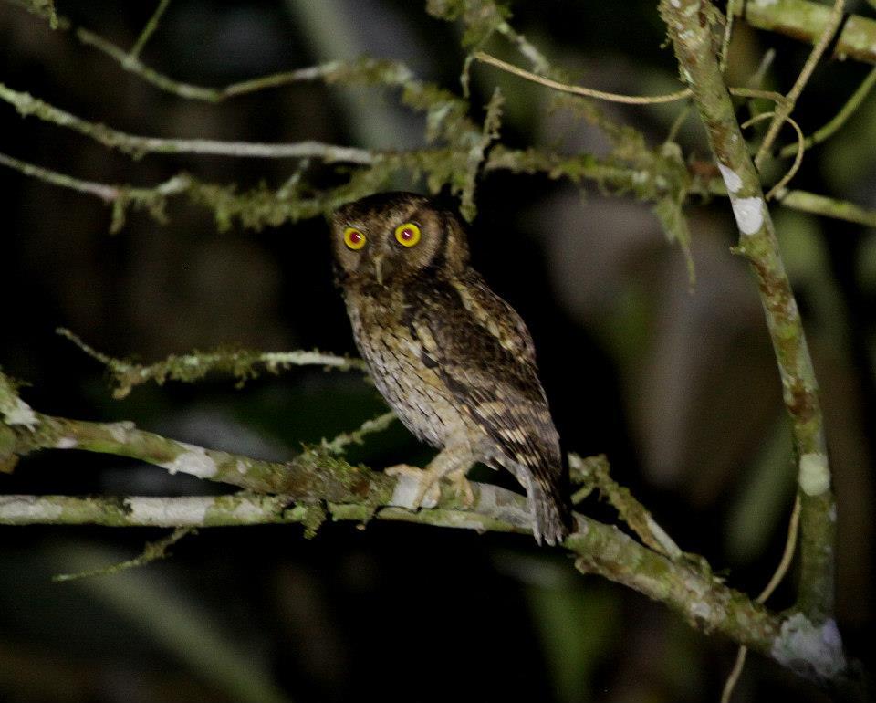 Black-capped Screech-Owl (Megascops atricapilla)