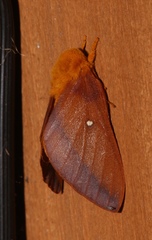 Anisota virginiensis